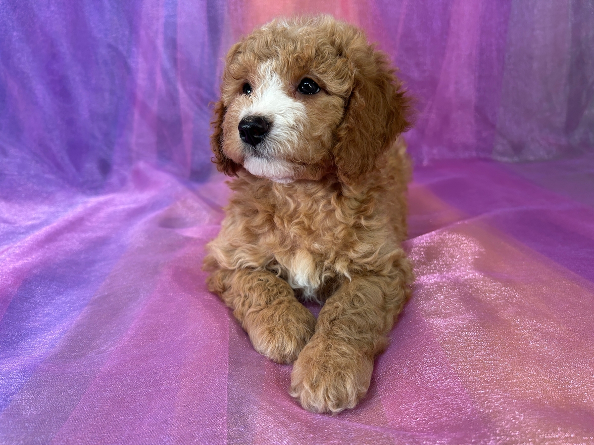 Female F1b Cockapoo DOB 5-2-2025 $950